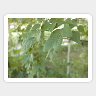 Pastel green leaves Magnet